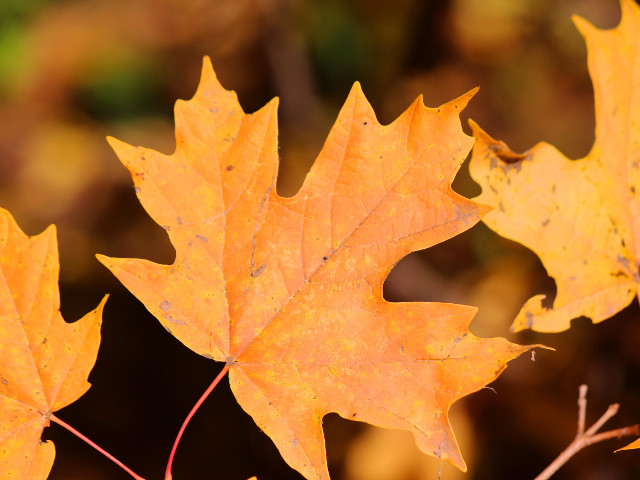 CONSULTORIA_AMBIENTAL